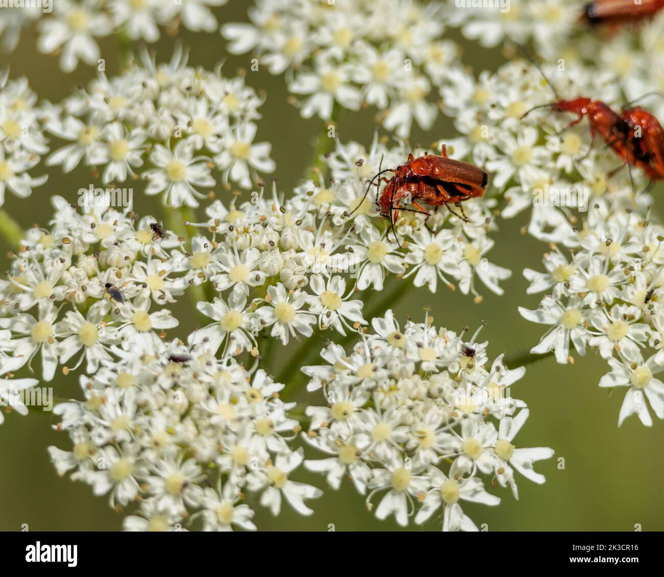 A close-up shot of red beetles on seseli white flowers Stock Photo