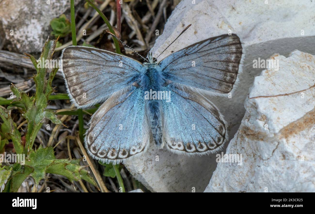 Male Chalk-hill blue, Polyommatus coridon, basking on sunny limestone. Stock Photo