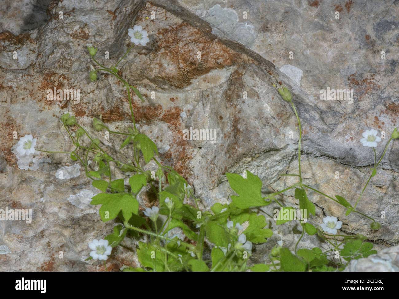 An uncommon biennial saxifrage, Saxifraga petraea growing on a limestone cliff near Monte Baldo, Italy. Stock Photo
