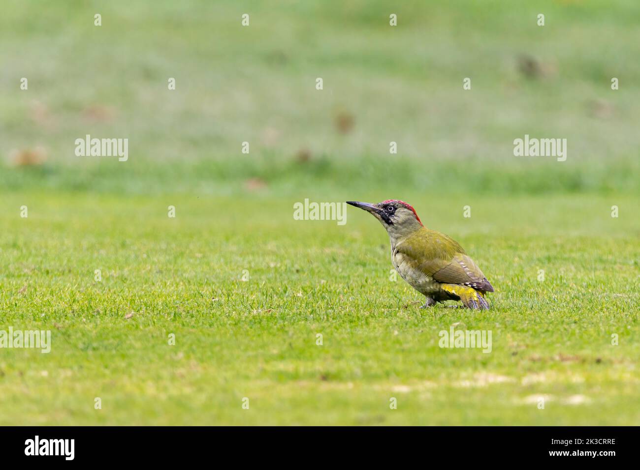 Green woodpecker (picus viridis) green back greenish buff underparts  red and black on face red on crown and nape yellow green rump dagger like bill Stock Photo