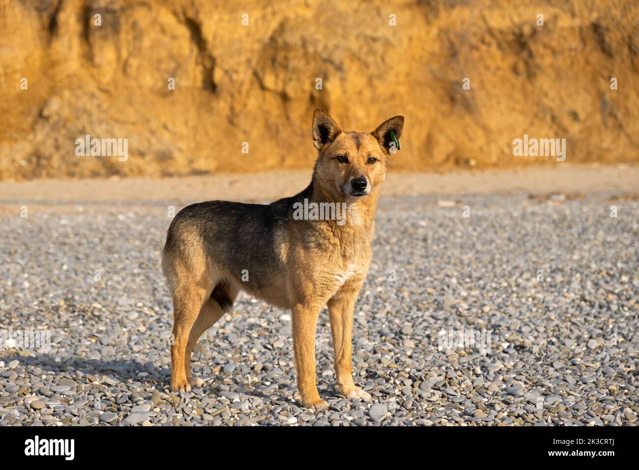 A stray dog beach looks directly into the camera. A tag on the dog's ears. The sad look of a lost or abandoned animal. The concept of mercy love for a Stock Photo