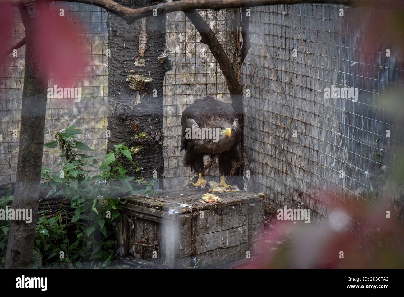 Lviv, Ukraine. 20th Sep, 2022. A rescued eagle from Zaporizhzhia in an aviary at the Home of Rescued Animals in Lviv. Employees and volunteers of the Home of Rescued Animals in Lviv evacuated 171 animals from the Zaporizhzhia Children's Railway. The animals were under constant stress due to their proximity to the front. Small animals were housed in Lviv, and for larger ones (elk, alpacas, deer, etc.) special enclosures were built outside the city. (Photo by Pavlo Palamarchuk/SOPA Images/Sipa USA) Credit: Sipa USA/Alamy Live News Stock Photo