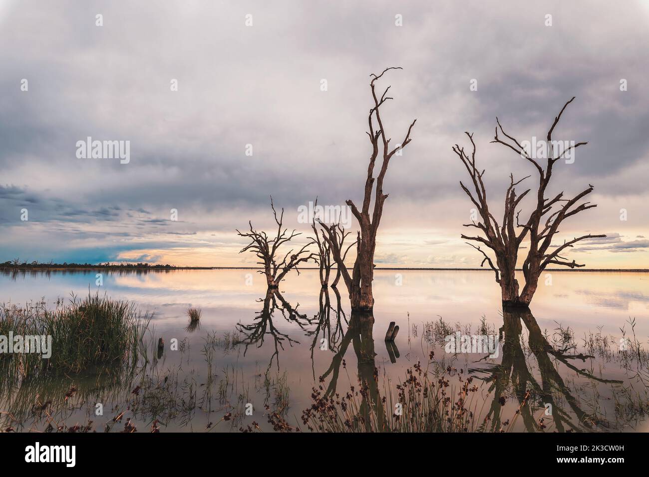Lake Bonney dead trees popping out of the water at dusk, Barmera, South Australia Stock Photo