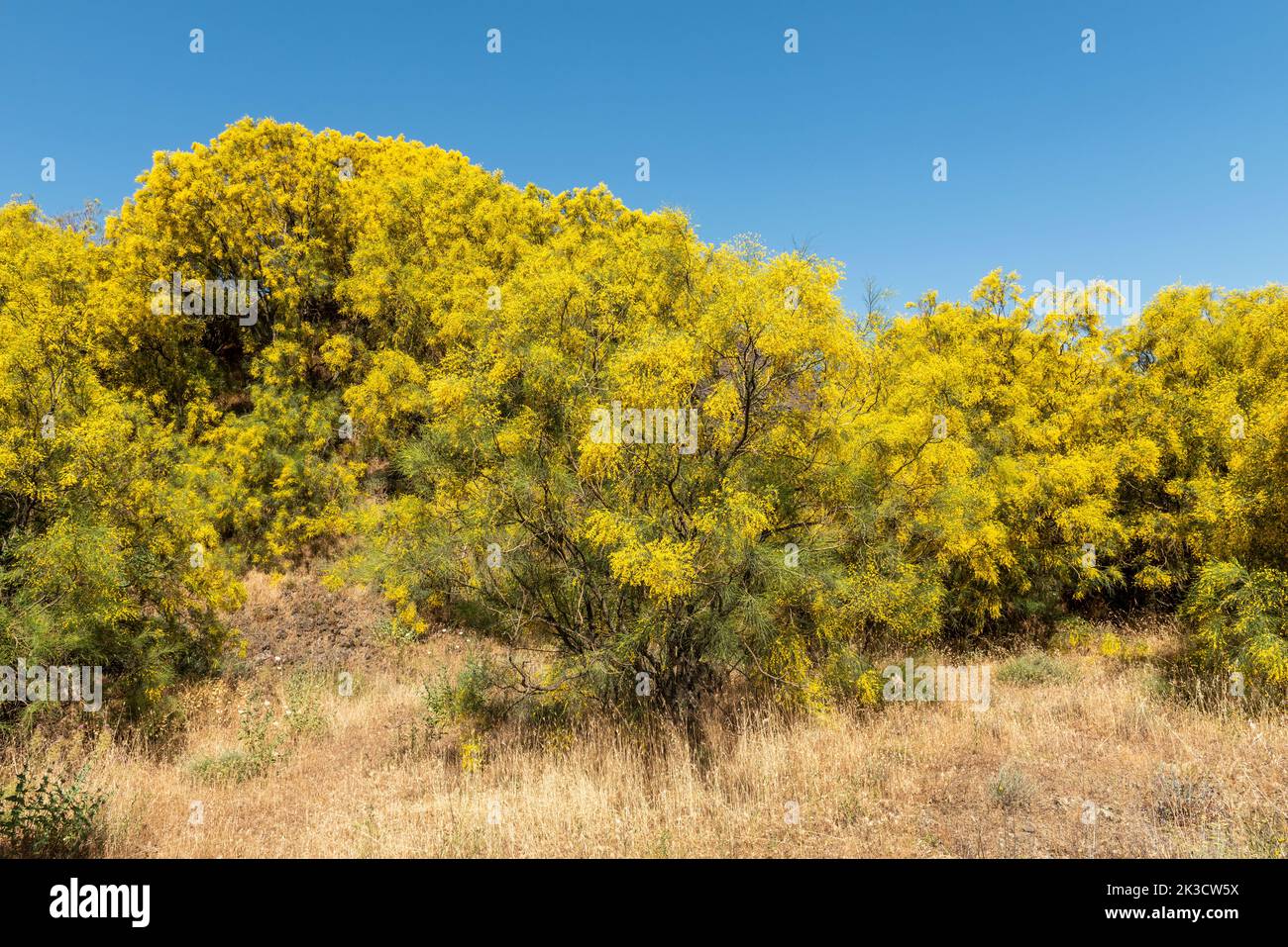 The Mount Etna broom (Genista aetnensis) in flower, a spectacular sight in summertime growing high on the slopes of the famous Sicilian volcano Stock Photo