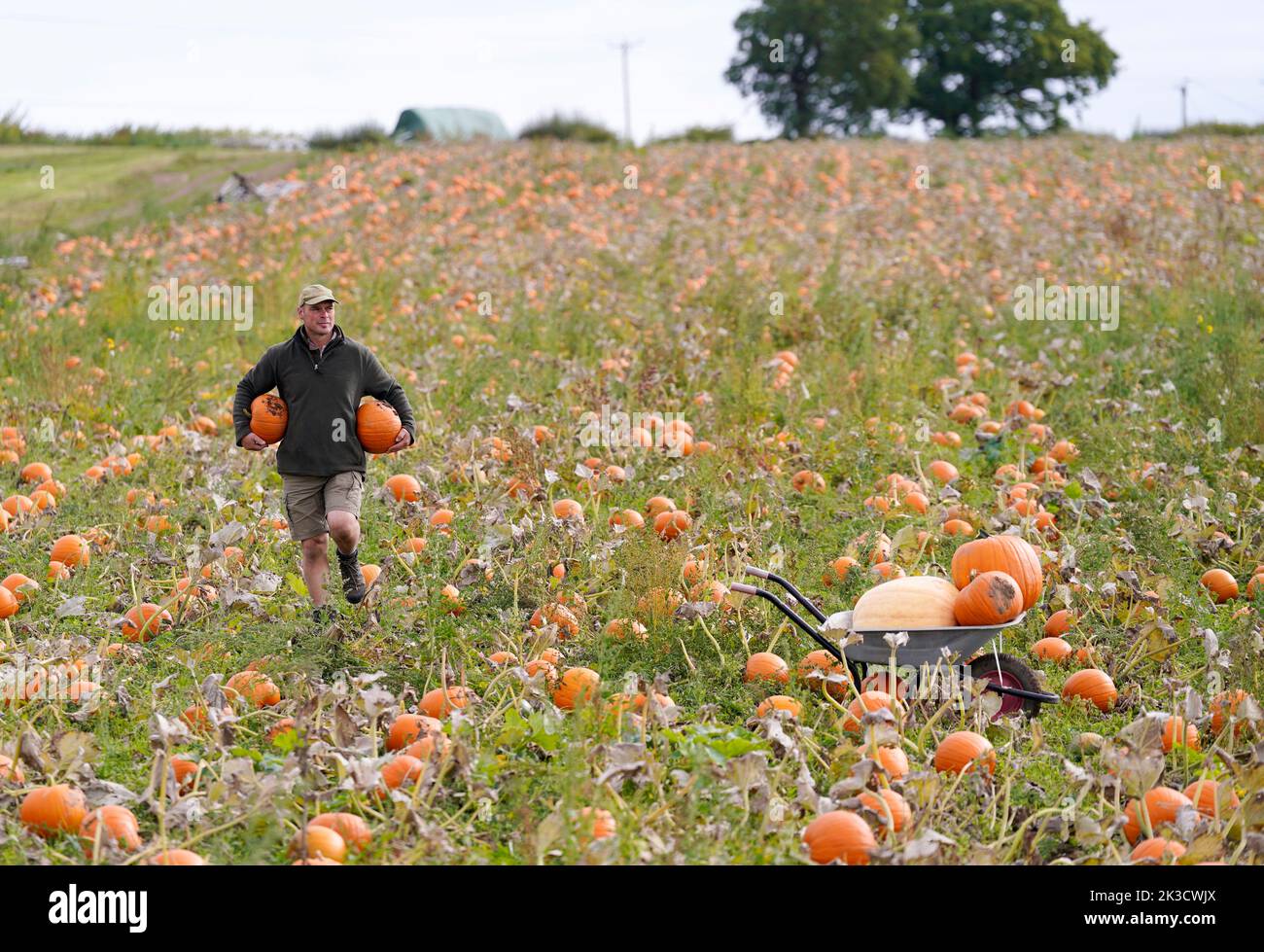 Farmer Tom Spilman harvests some of the 100,000 pumkins that have been grown ahead of the Spilmans Pumpkin Festival, that opens this Saturday at Tom Spilmans' Pumpkin Farm in Thirsk. Picture date: Monday September 26, 2022. Planted in May, the farm has grown 20 varieties of pumpkins over 25 acres of land, for the pumpkin picking season ahead of Halloween. Stock Photo