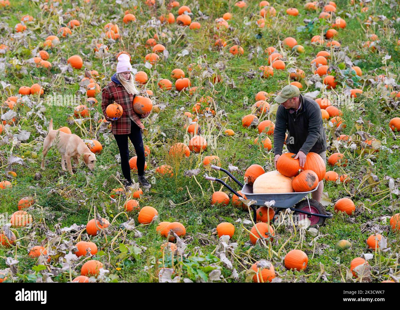Farmer Tom Spilman (right) and Sandra Mlynarova (left) harvest some of the 100,000 pumkins that have been grown ahead of the Spilmans Pumpkin Festival, that opens this Saturday at Tom Spilmans' Pumpkin Farm in Thirsk. Picture date: Monday September 26, 2022. Planted in May, the farm has grown 20 varieties of pumpkins over 25 acres of land, for the pumpkin picking season ahead of Halloween. Stock Photo