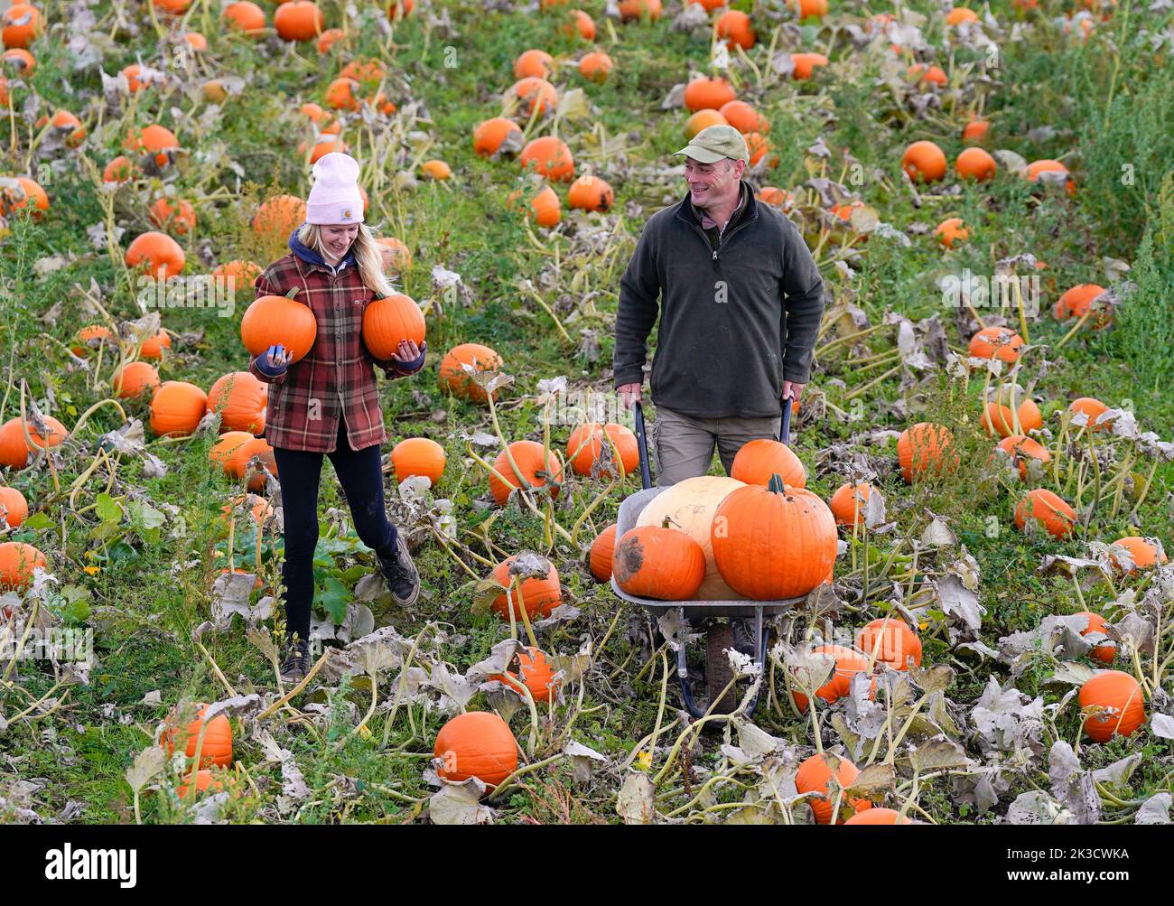 Farmer Tom Spilman (right) and Sandra Mlynarova (left) harvest some of the 100,000 pumkins that have been grown ahead of the Spilmans Pumpkin Festival, that opens this Saturday at Tom Spilmans' Pumpkin Farm in Thirsk. Picture date: Monday September 26, 2022. Planted in May, the farm has grown 20 varieties of pumpkins over 25 acres of land, for the pumpkin picking season ahead of Halloween. Stock Photo
