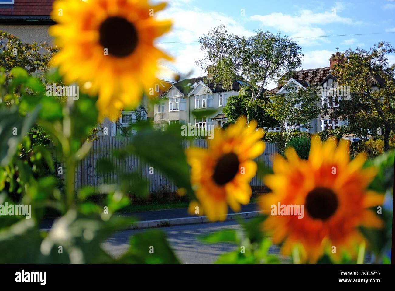 Sunflowers in a suburban garden in Bristol Stock Photo