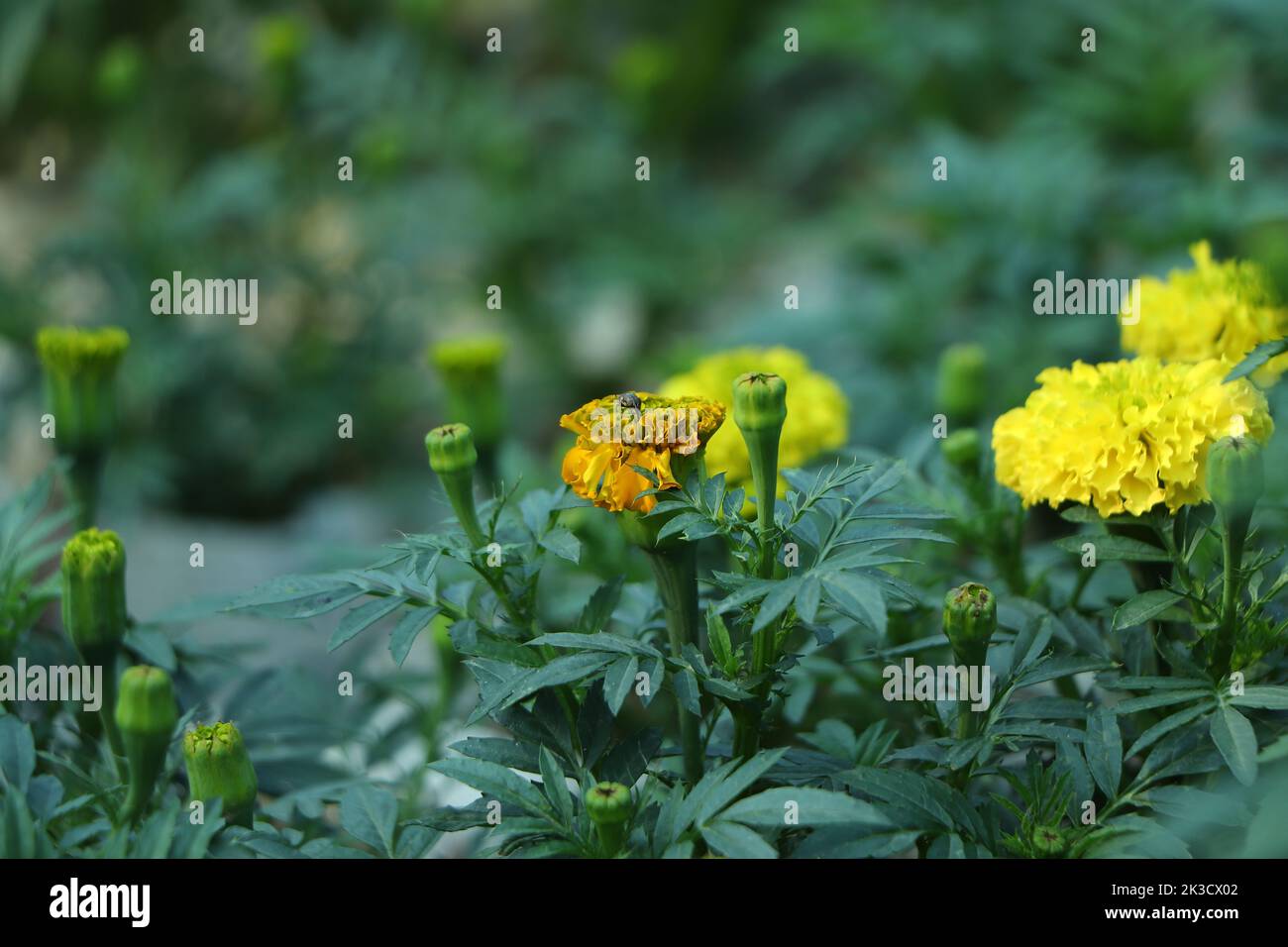 Yellow Marigolds flower (Tagetes erecta, Mexican marigold, Aztec marigold, African marigold) Stock Photo