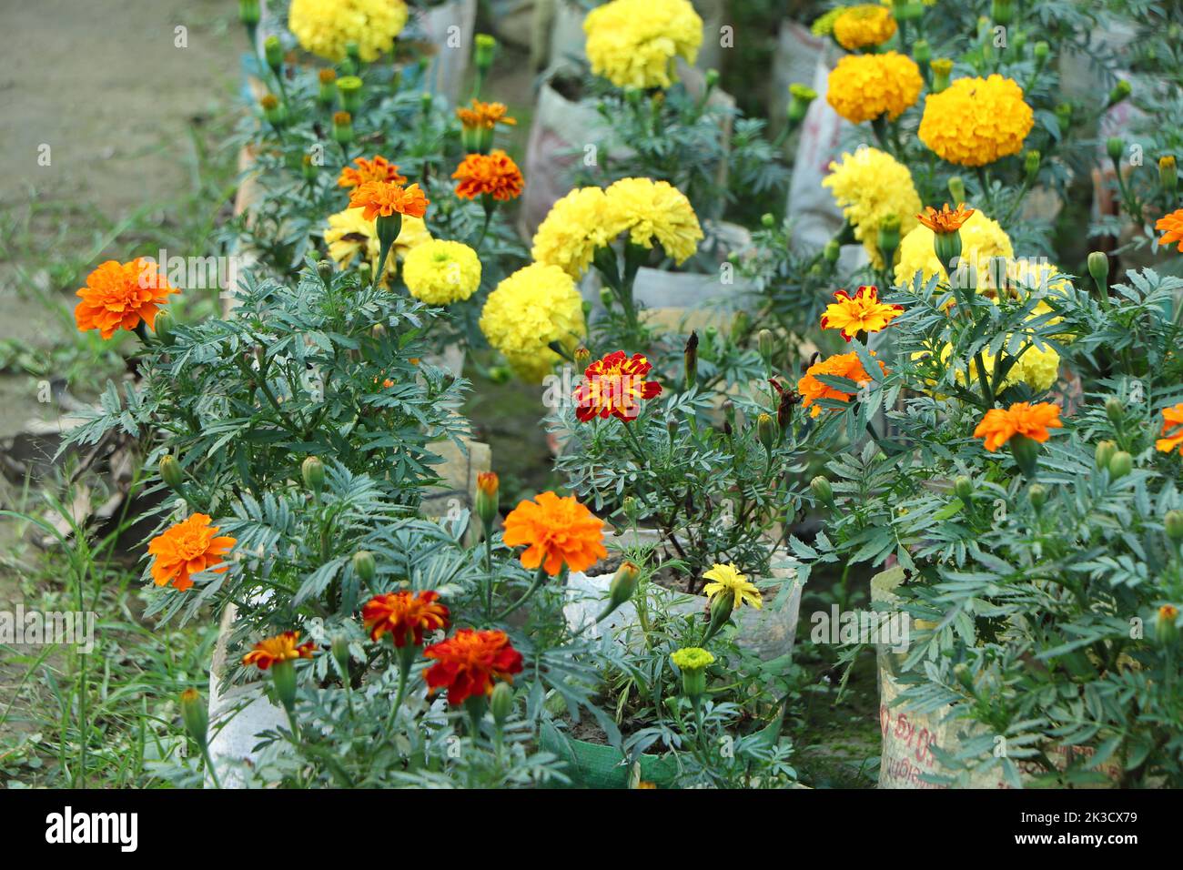 Yellow and red marigold flowers are growing on plastic bag in garden Stock Photo