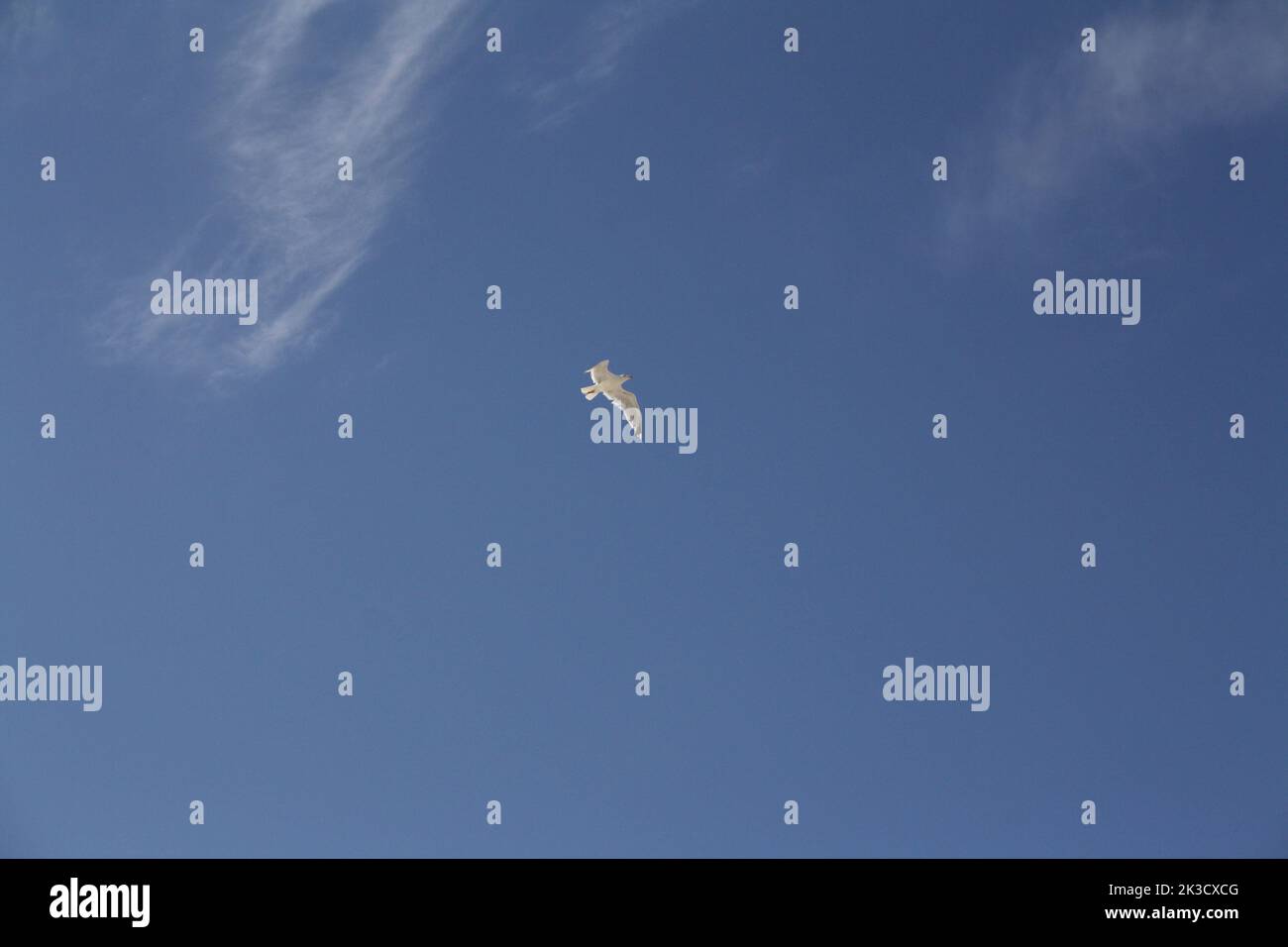 Seagull in front of bright blue sky with a few white clouds of veil Stock Photo