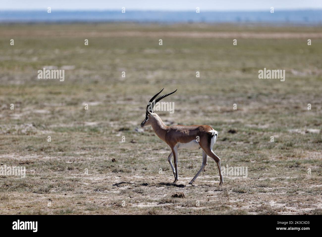 Grant's gazelle savanna hi-res stock photography and images - Alamy