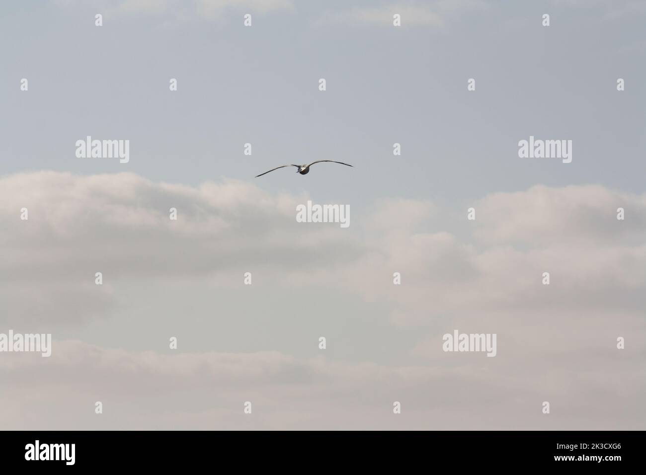 Seagull in flight from behind Stock Photo