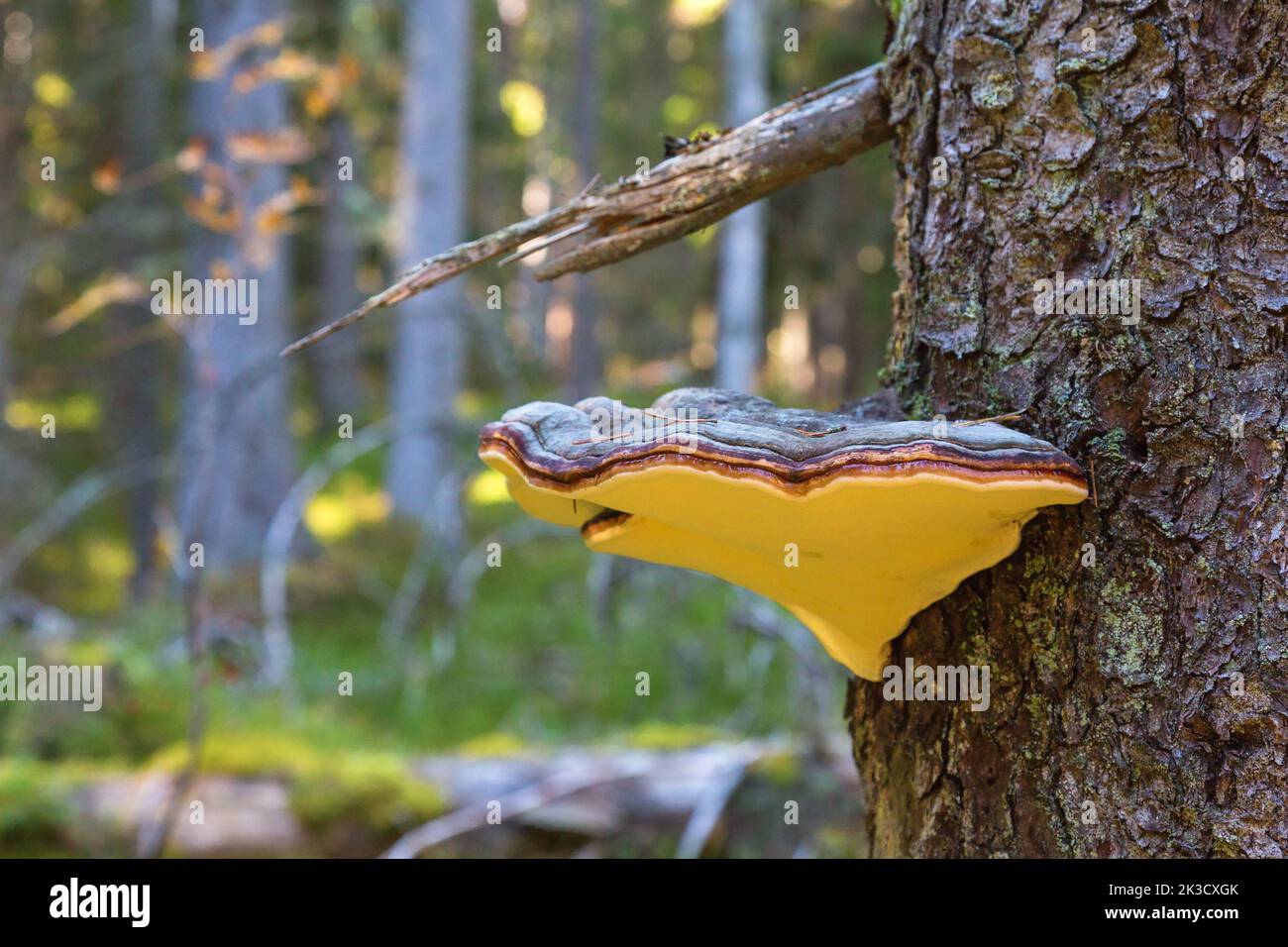 Red banded polypore on tree trunk Stock Photo