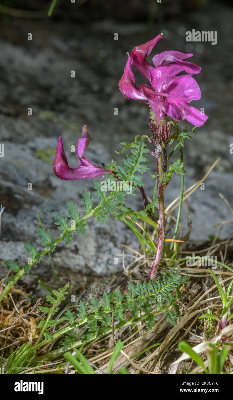 Kerner's Lousewort, Pedicularis kerneri in flower in damp acid grassland, Italian Alps. Stock Photo