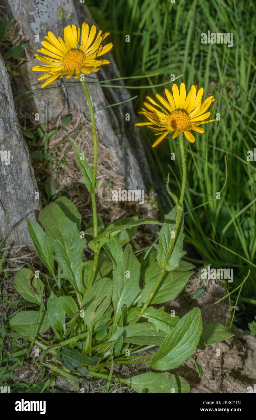 Clusius' Leopard's-bane, Doronicum clusii in flower, Italian Alps. Stock Photo