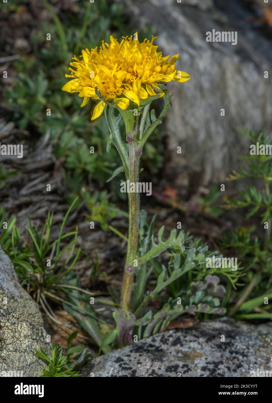 Hoary groundsel, Jacobaea incana, in flower in the Swiss Alps. Stock Photo