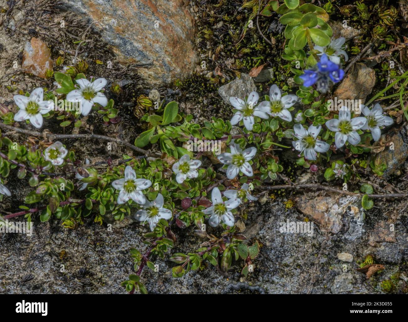 Two-flowered Sandwort, Arenaria biflora, in flower on acid alpine scree, Alps. Stock Photo