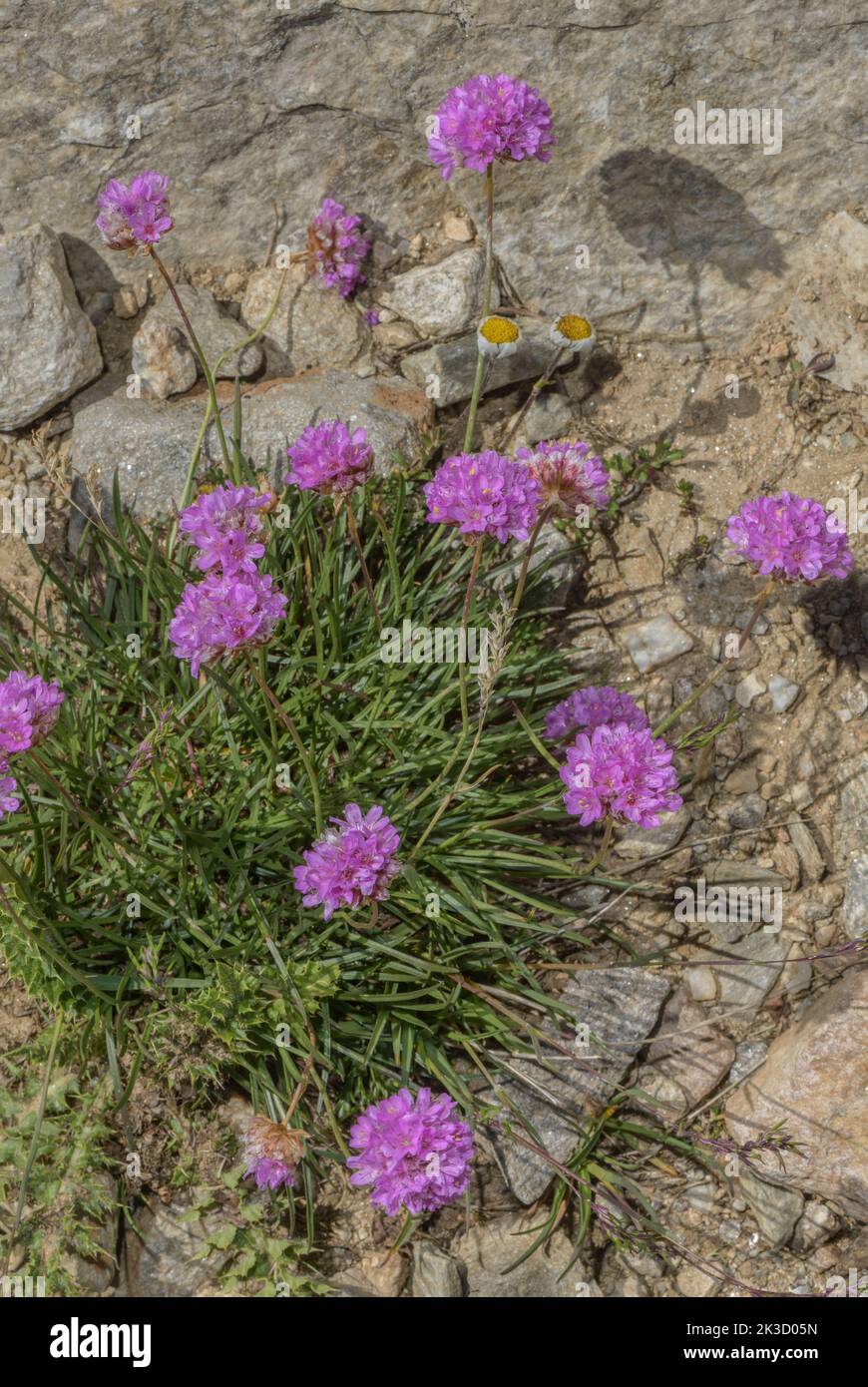 Alpine thrift Armeria alpina, in flower on high acid scree, Italian Alps. Stock Photo