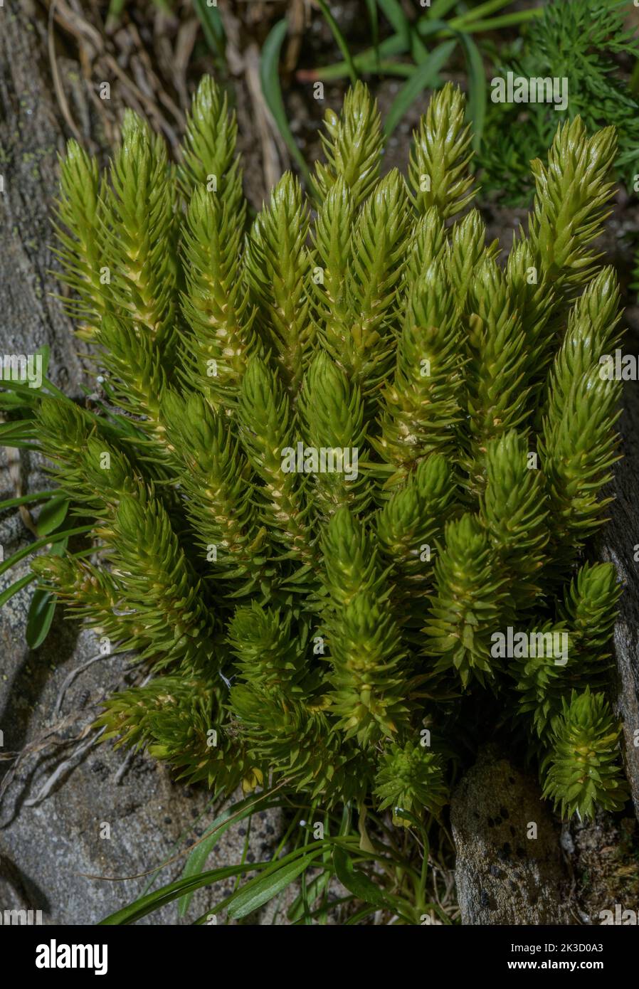 Fir clubmoss, Huperzia selago, with fertile spore-bearing branches. Stock Photo