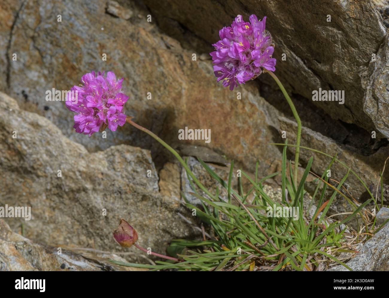 Alpine thrift, Armeria alpina,  in flower on high acid scree, Italian Alps. Stock Photo