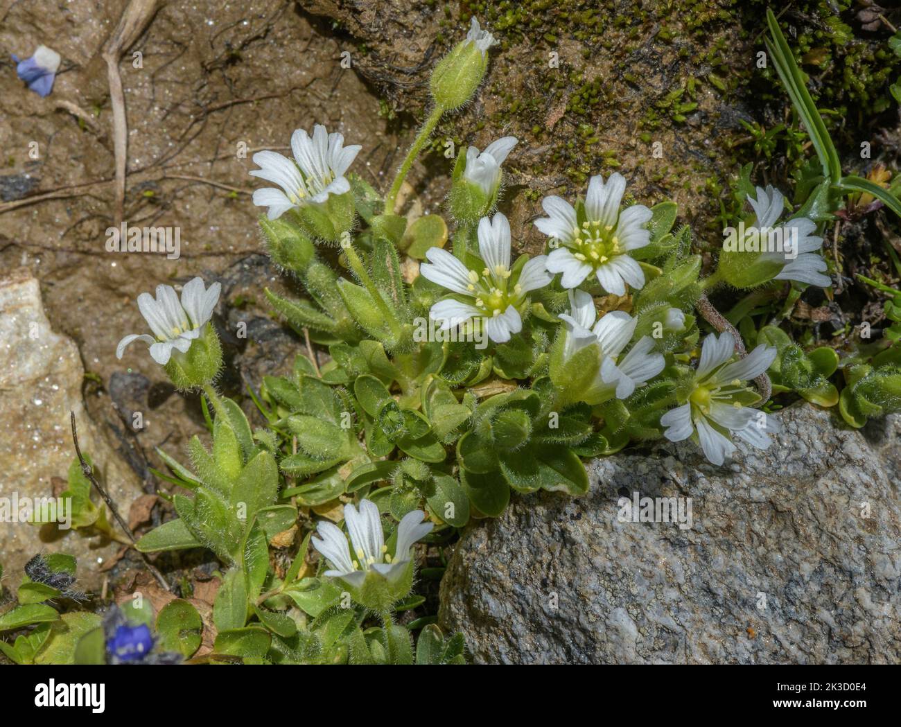 Pedunculate Mouse-ear, Cerastium pedunculatum in flower in damp alpine pasture. Italian Alps. Stock Photo