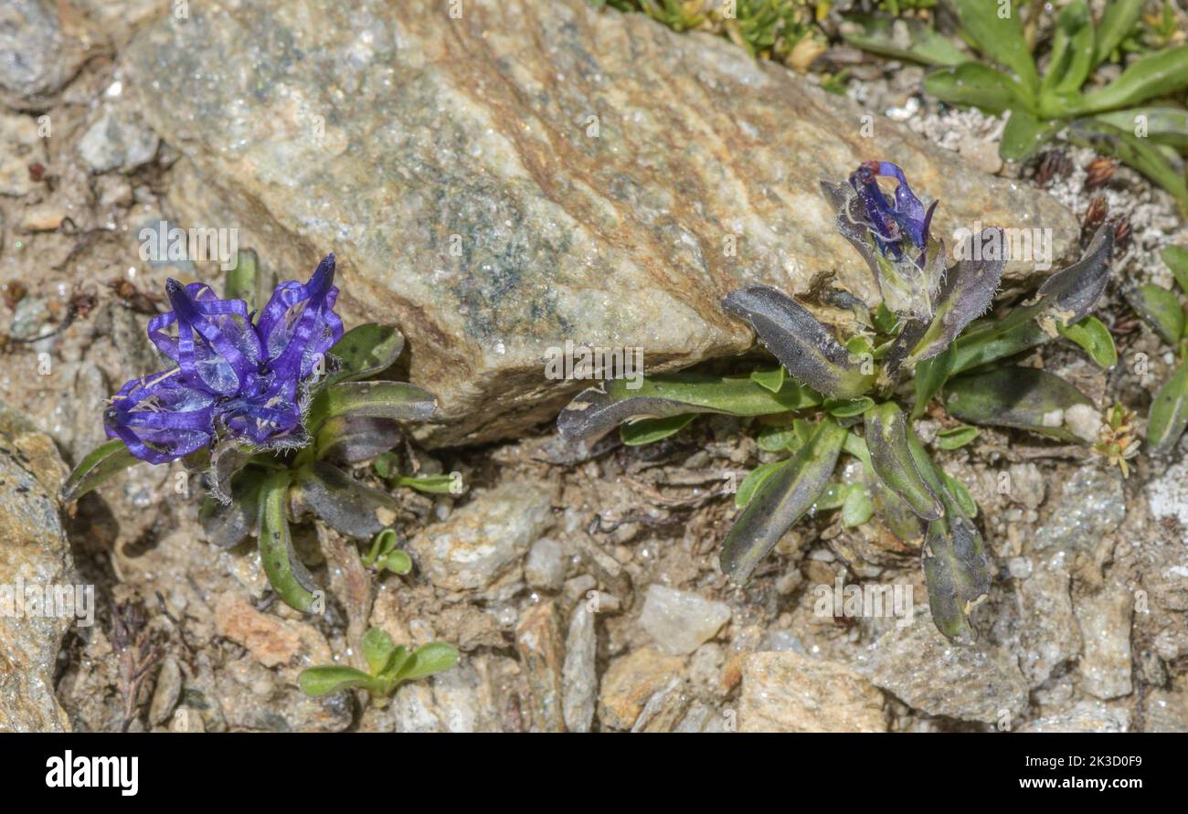 Globularia-leaved rampion, Phyteuma globulariifolium, in flower on acid rocks, Italian Alps. Stock Photo