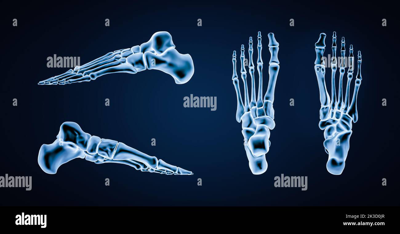 Accurate bones of human left foot bones or skeleton 3D rendering illustration. Lateral, medial, dorsal and plantar views. Anatomy, osteology, skeletal Stock Photo