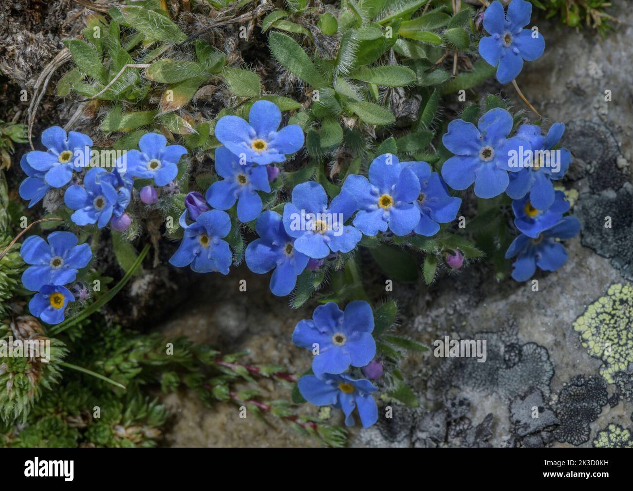 King of the Alps, Eritrichium nanum in flower on acid rocks at high altitude, Italian Alps. Stock Photo