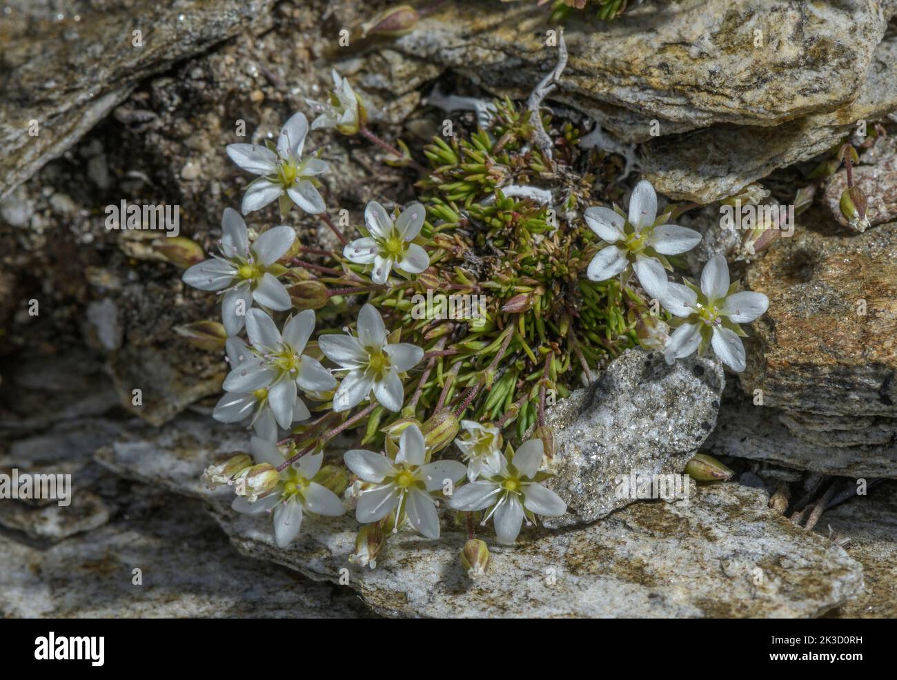 Sickle-leaved sandwort, Minuartia recurva, in flower on acid rock, Italian Alps. Stock Photo