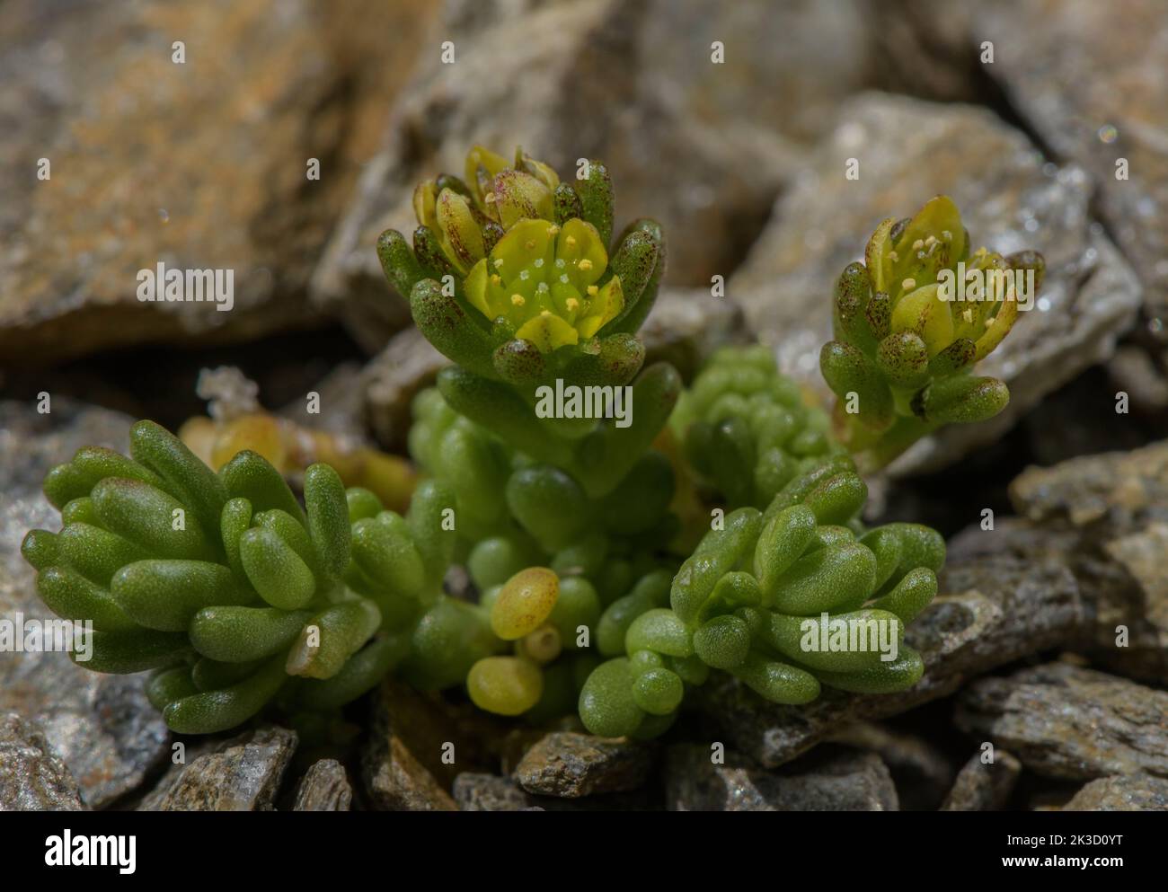 Alpine Stonecrop, Sedum alpestre, in flower on high acid scree, Italian Alps. Stock Photo