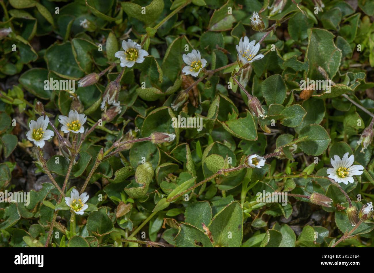 Starwort mouse-ear, Cerastium cerastoides, in flower in damp snow-patch area, Italian Alps. Stock Photo