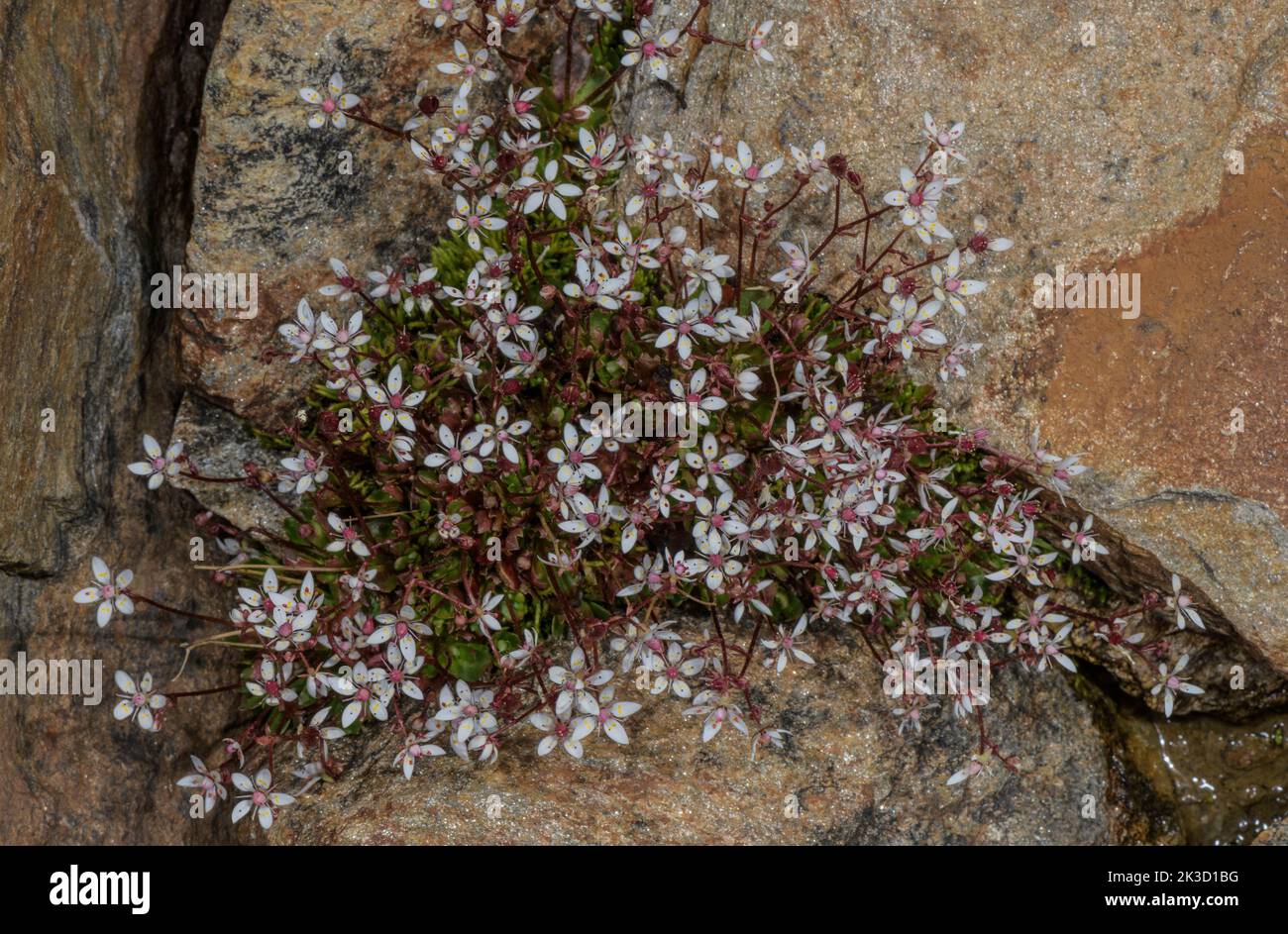 Starry saxifrage, Saxifraga stellaris, in flower in mountain stream. Stock Photo