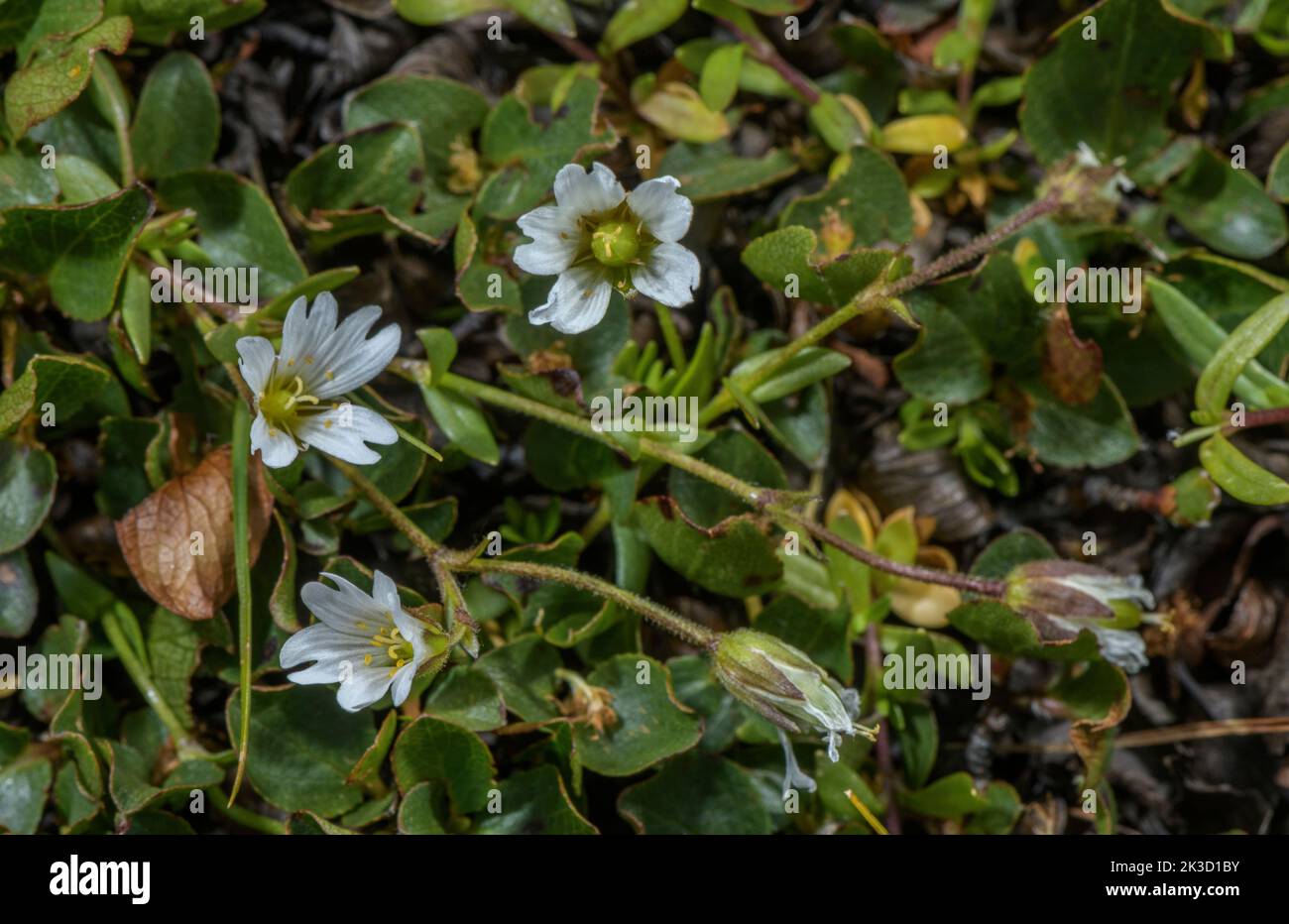 Starwort mouse-ear, Cerastium cerastoides,in flower in damp snow-patch area, Italian Alps. Stock Photo