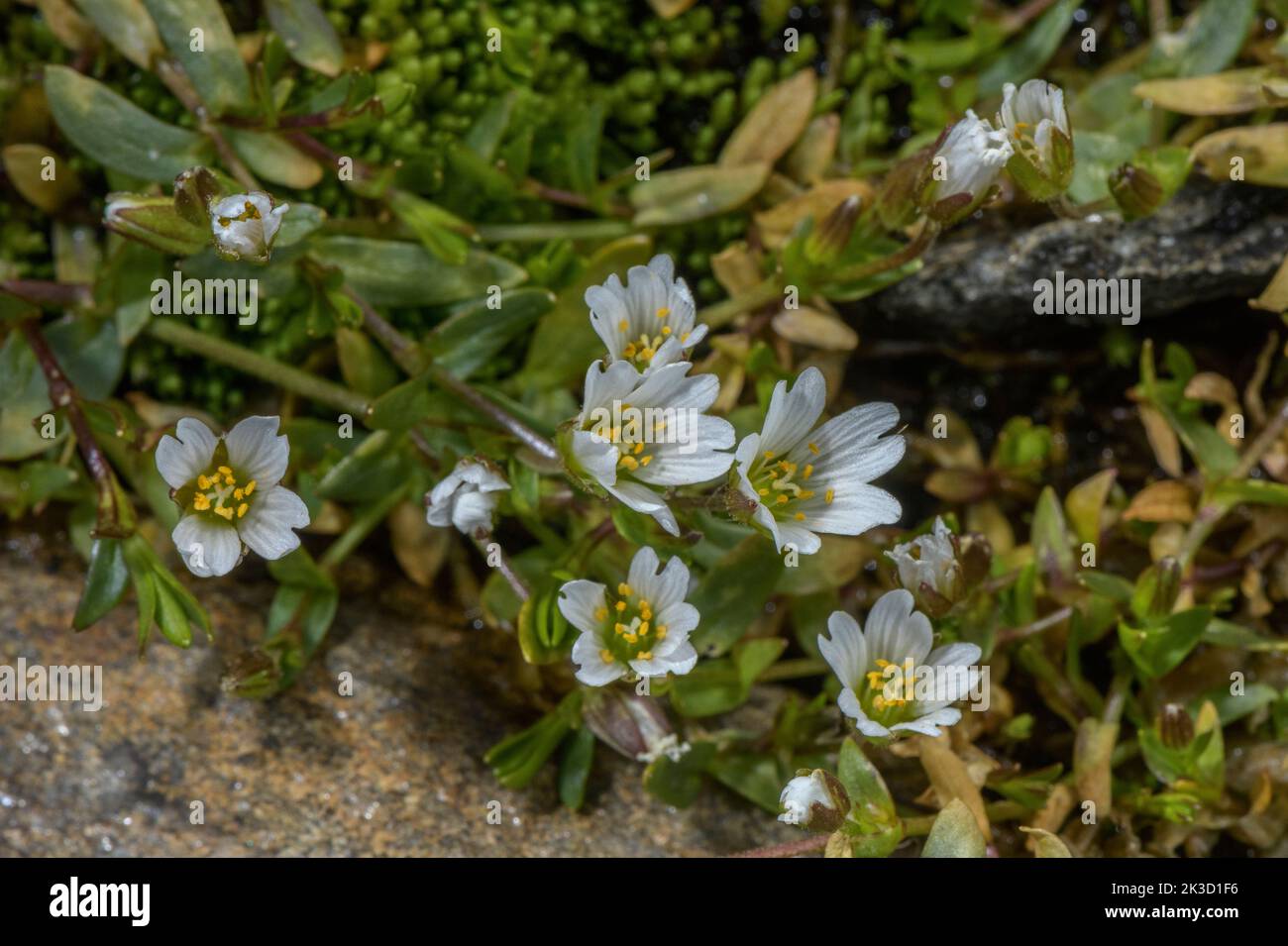 Starwort mouse-ear, Cerastium cerastoides, in flower in damp snow-patch area, Italian Alps. Stock Photo