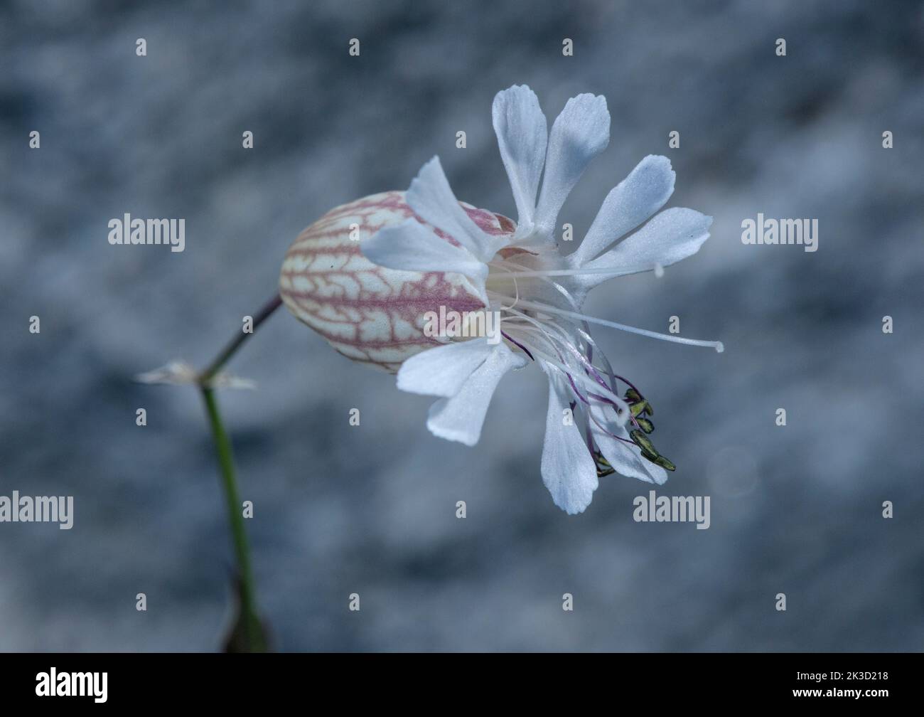 Flower of Bladder Campion, Silene vulgaris in close-up. Stock Photo