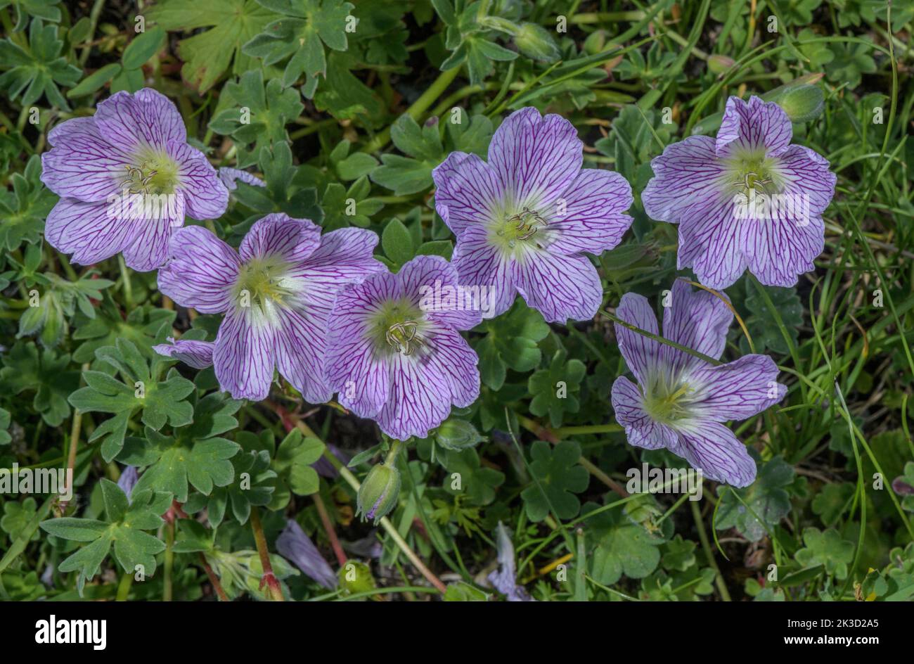 Grey cranesbill, Geranium subcaulescens, in flower, Italian Alps. Stock Photo