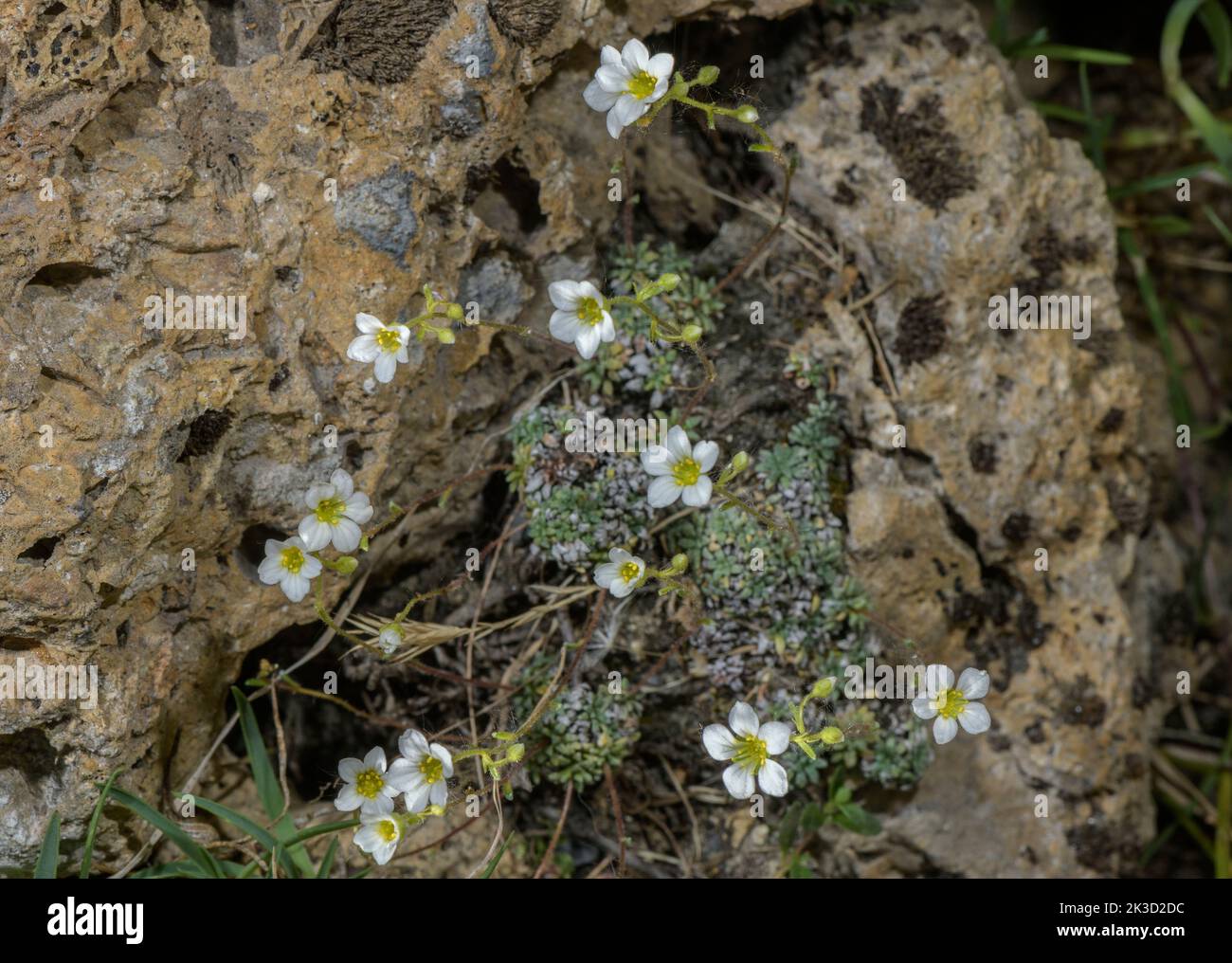 Dolomites saxifrage, Saxifraga squarrosa in flower on cliff. Stock Photo
