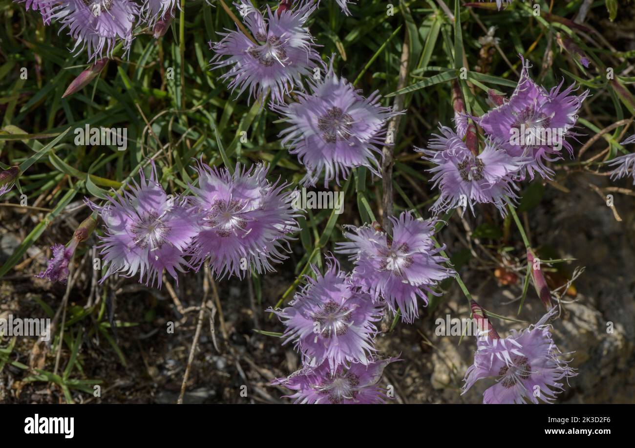 Sternberg's Pink, Dianthus sternbergii in flower, Julian Alps. Stock Photo