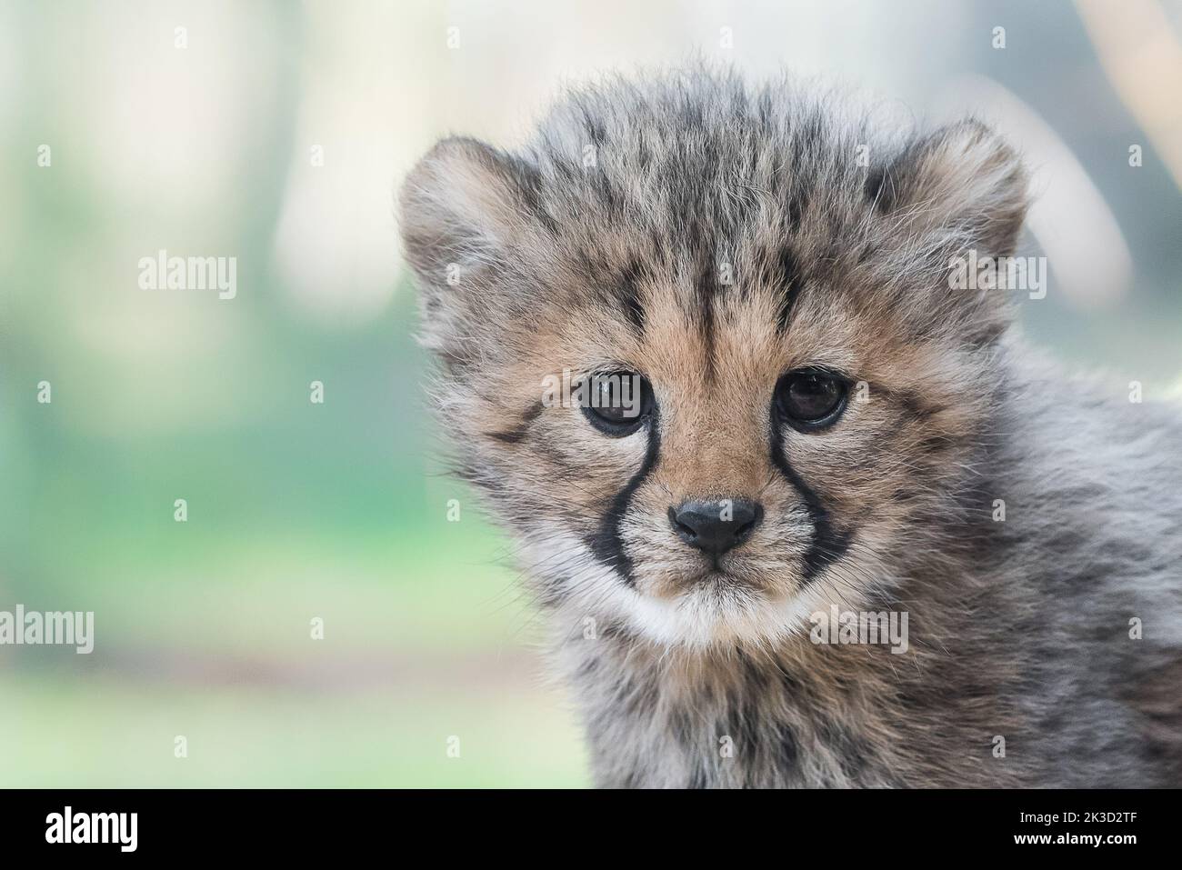 Cheetah cub Stock Photo