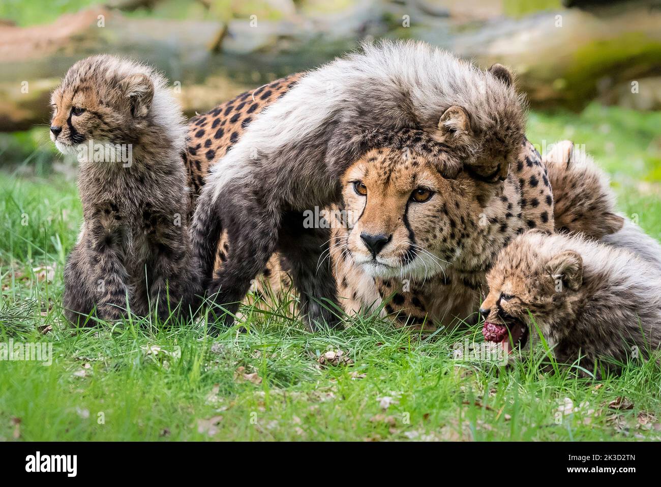 Cheetah with cubs Stock Photo