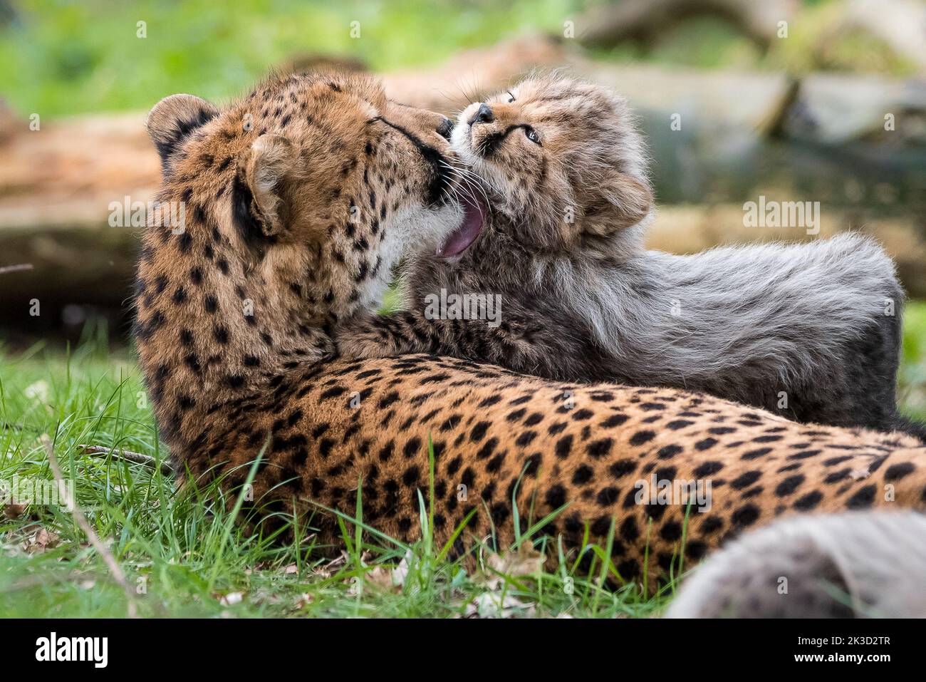 Cheetah with cub Stock Photo