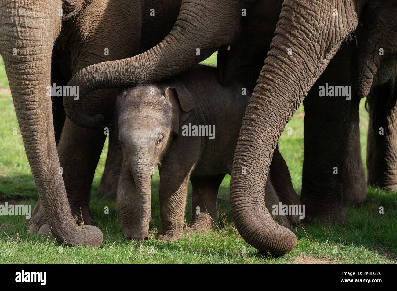 Baby Asian elephant Nang Phaya surrounded by the females of the herd in(02)