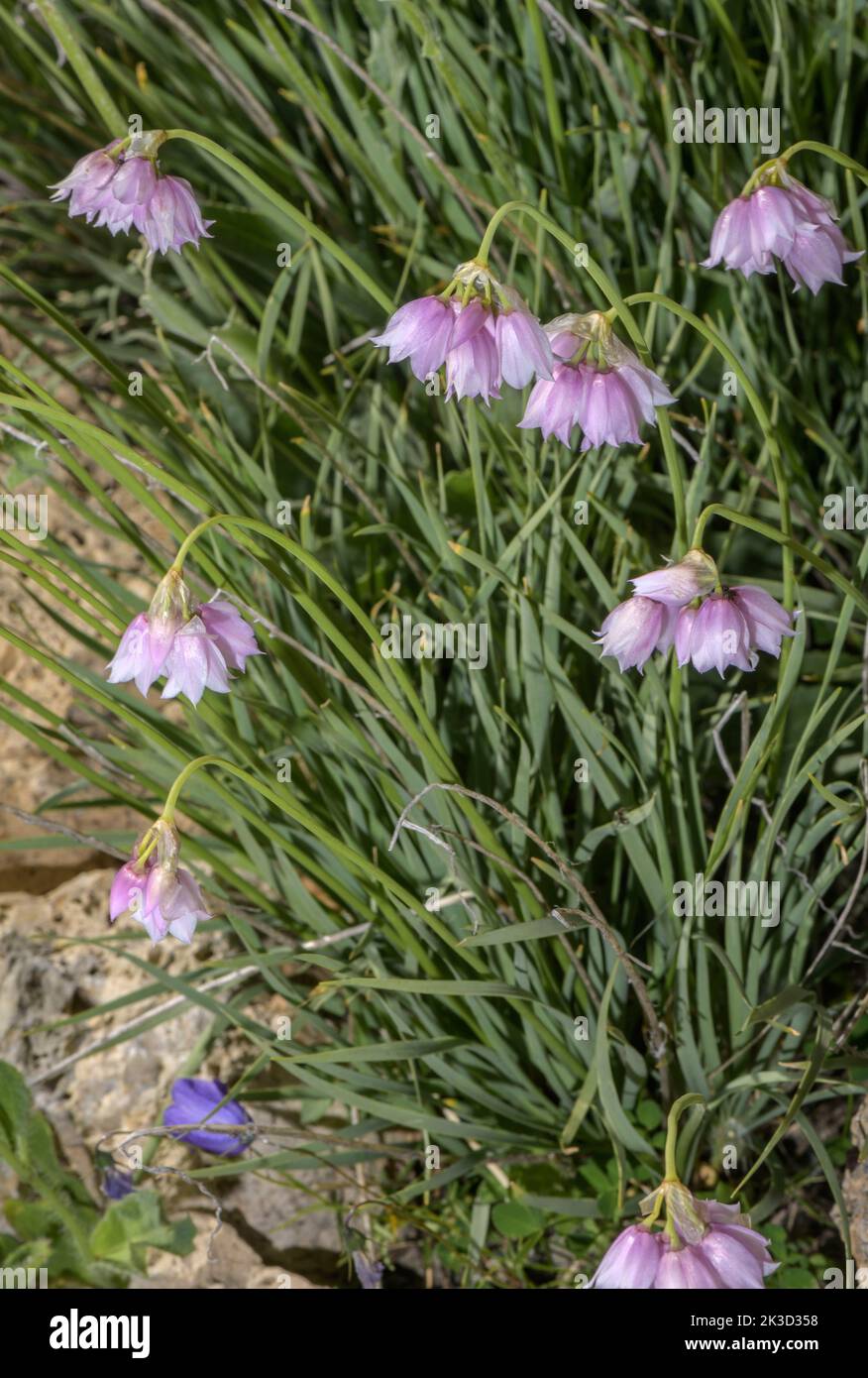 Lombardy garlic, Allium insubricum in flower in the Italian Alps. Stock Photo