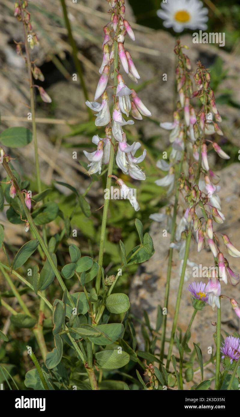 A Mountain Sainfoin, Hedysarum hedysaroides subsp. boutignyanum, in flower in the Maritime Alps. Stock Photo