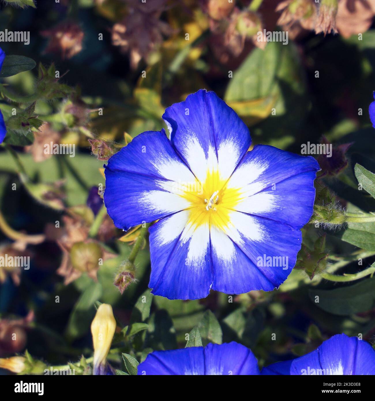 Blue flower morning glory or bindweed on the lawn in the flower garden. Convolvulus Tricolor Stock Photo