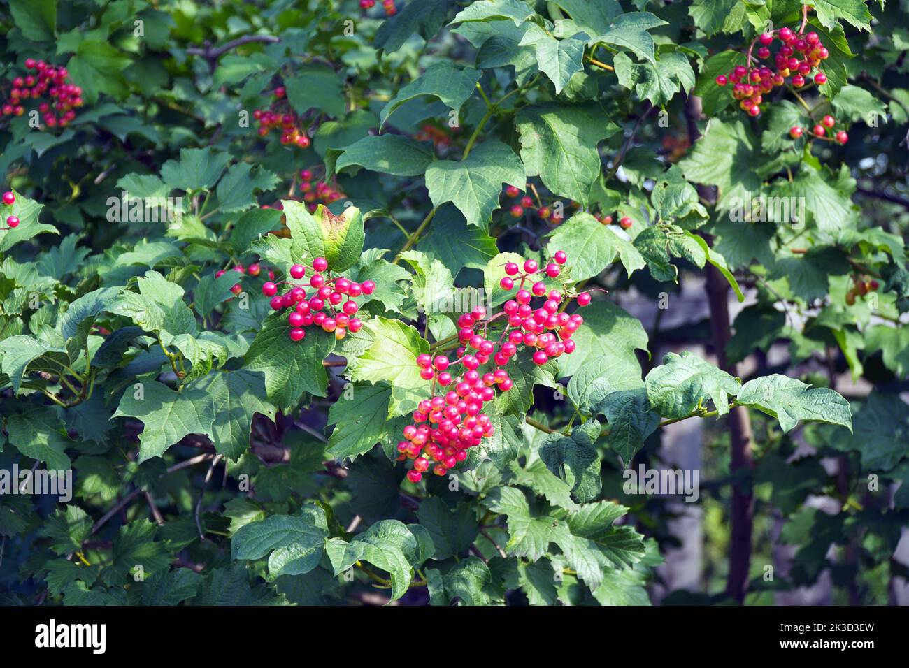 Viburnum bush with red berries on the branches. Soft selective focus Stock Photo