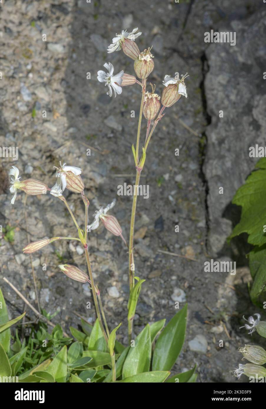 A catchfly, Silene zawadzkii, in flower in the Carpathians, Romania. Stock Photo