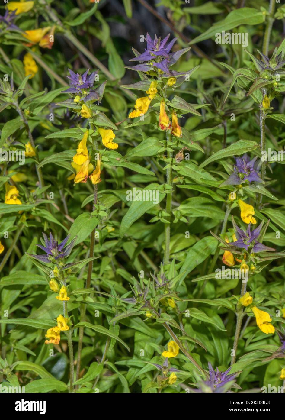 Blue cow-wheat, Melampyrum nemorosum, in flower in alpine woodland, France. Stock Photo
