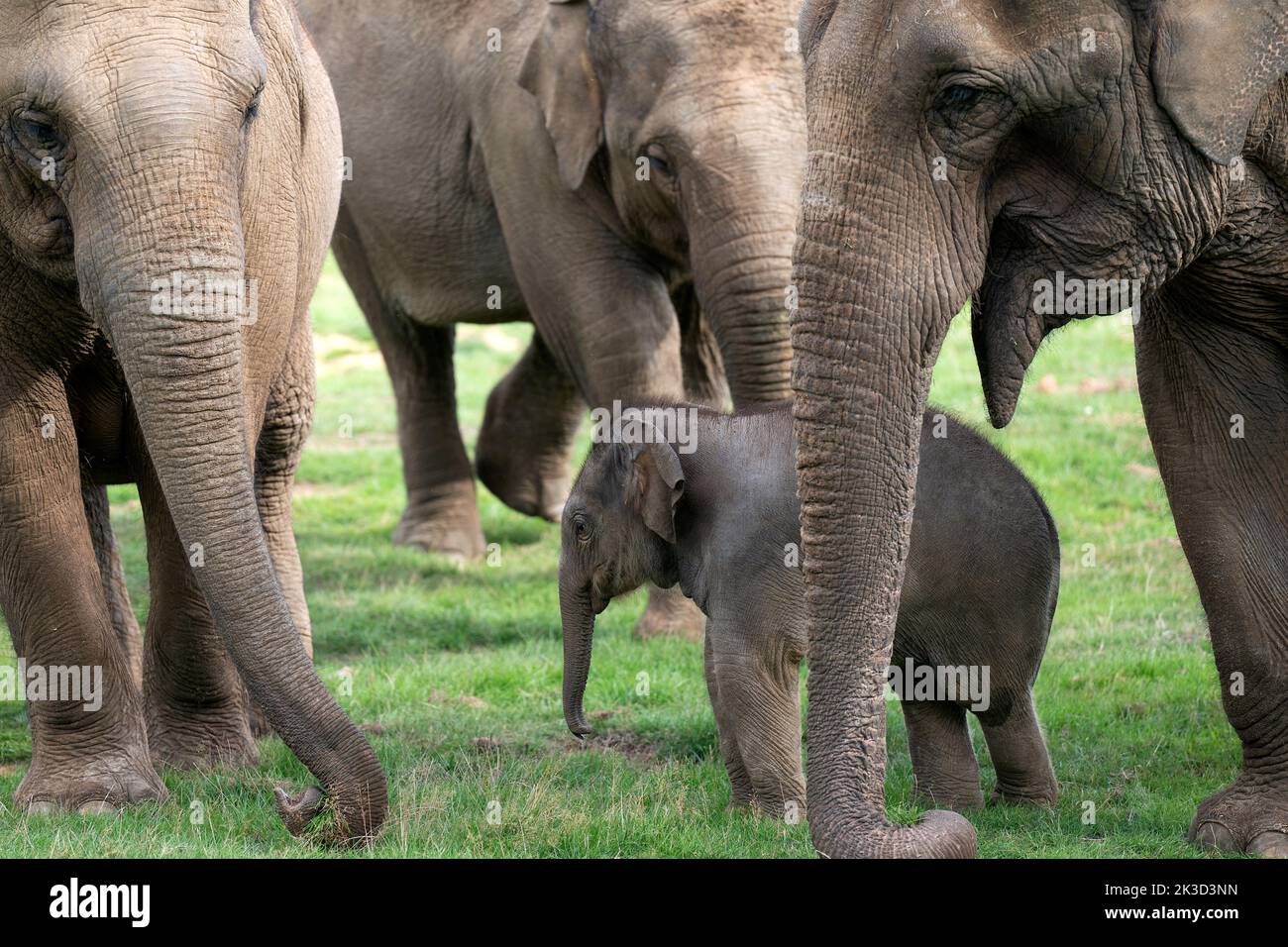 Baby Asian elephant Nang Phaya surrounded by the females of the herd in her enclosure at ZSL Whipsnade Zoo. The new arrival has been named the Thai word for 'Queen' at the UK's largest zoo, in honour of its patron, Queen Elizabeth II, who once met the calf's mum. The female elephant calf was born at the attraction on Monday August 22, to mum Donna, who the Queen met when she opened the Zoo's Centre for Elephant Care in 2017. Picture date: Monday September 26, 2022. Stock Photo